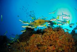 Cape Verdes Dive Centre - Sal Island. Braka dive site.